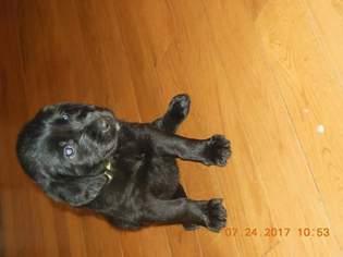 Labradoodle Litter for sale in DYERSVILLE, IA, USA