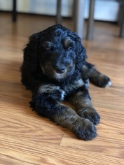 Bernedoodle Litter for sale in WINTER, WI, USA