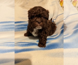 ShihPoo Litter for sale in HARTFORD CITY, IN, USA