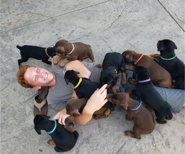 Medium Photo #1 Doberman Pinscher Puppy For Sale in RIVERSIDE, CA, USA
