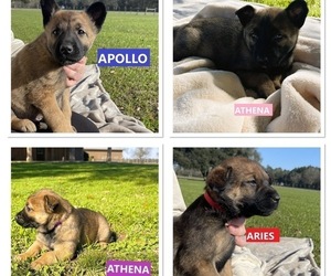 Malinois Litter for sale in KILN, MS, USA