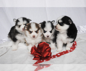 Pomsky Litter for sale in MCMINNVILLE, OR, USA