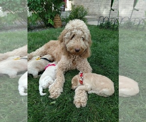 Goldendoodle Litter for sale in AURORA, CO, USA