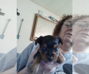 Yorkshire Terrier Litter for sale in LOGANVILLE, GA, USA
