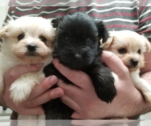 Pom-A-Nauze Litter for sale in CANBY, OR, USA