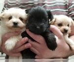 Small Photo #1 Pom-A-Nauze Puppy For Sale in CANBY, OR, USA