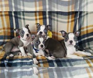 Boston Terrier Litter for sale in MINERAL WELLS, WV, USA