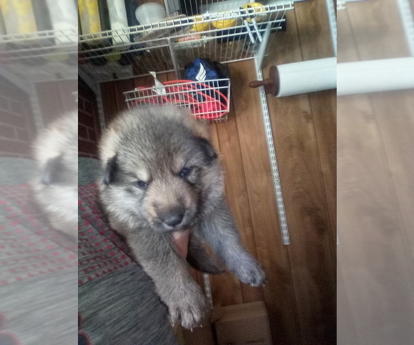 Medium Photo #1 German Shepherd Dog Puppy For Sale in ELBERTON, GA, USA