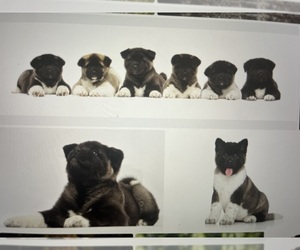 Akita Litter for sale in YONKERS, NY, USA
