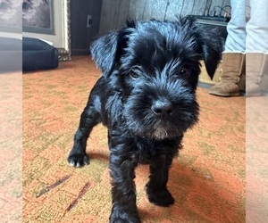 Schnauzer (Miniature) Litter for sale in HIGH POINT, NC, USA