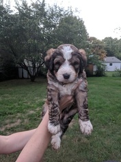Bernedoodle Litter for sale in SPRINGFIELD, MO, USA
