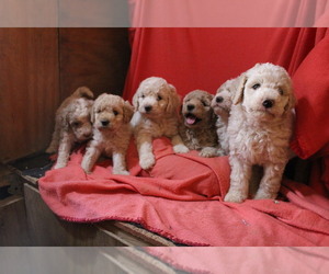 Labradoodle Litter for sale in TEHACHAPI, CA, USA