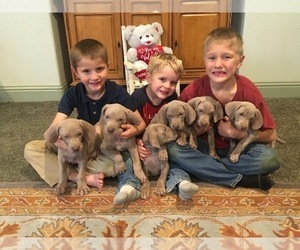 Weimaraner Litter for sale in WILLOWS, CA, USA