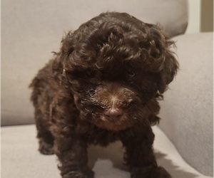 Poodle (Toy) Litter for sale in CULLMAN, AL, USA