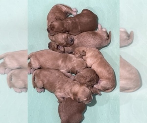 Goldendoodle (Miniature) Litter for sale in BURLESON, TX, USA