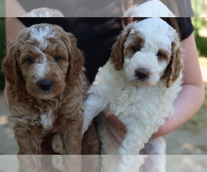 Goldendoodle Litter for sale in CORNING, CA, USA