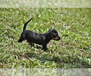 Dachshund Litter for sale in STATESVILLE, NC, USA