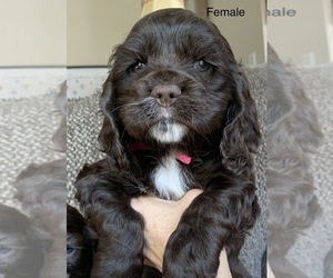 Cocker Spaniel Litter for sale in CREAL SPRINGS, IL, USA