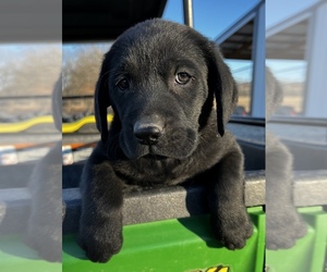 Labrador Retriever Litter for sale in LAQUEY, MO, USA