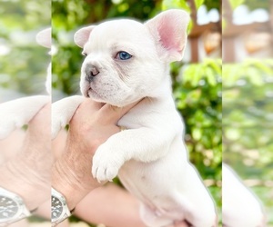 French Bulldog Litter for sale in EDGEWATER, FL, USA