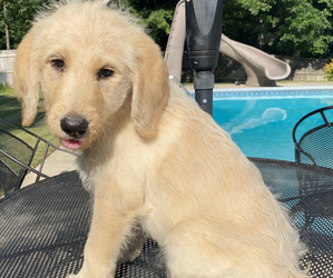 Labradoodle Litter for sale in CHELSEA, AL, USA