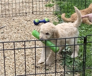 Goldendoodle Litter for sale in HUMMELSTOWN, PA, USA