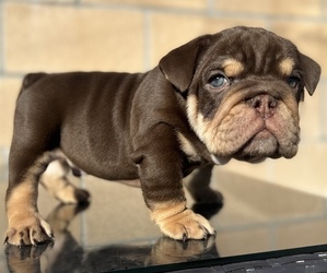 English Bulldog Litter for sale in HACIENDA HEIGHTS, CA, USA