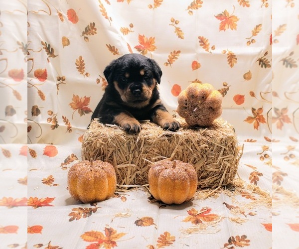 Medium Photo #1 Rottweiler Puppy For Sale in ROCKFORD, IL, USA