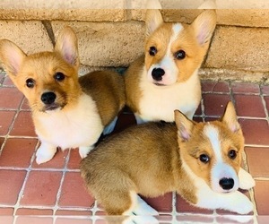 Pembroke Welsh Corgi Litter for sale in HOLLYWOOD, CA, USA