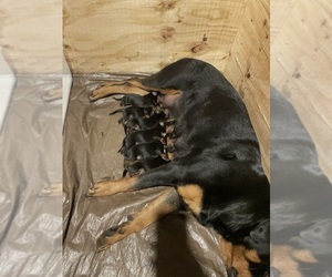 Rottweiler Litter for sale in BALTIMORE, MD, USA