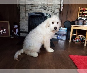 Goldendoodle-Poodle (Standard) Mix Litter for sale in PEYTON, CO, USA