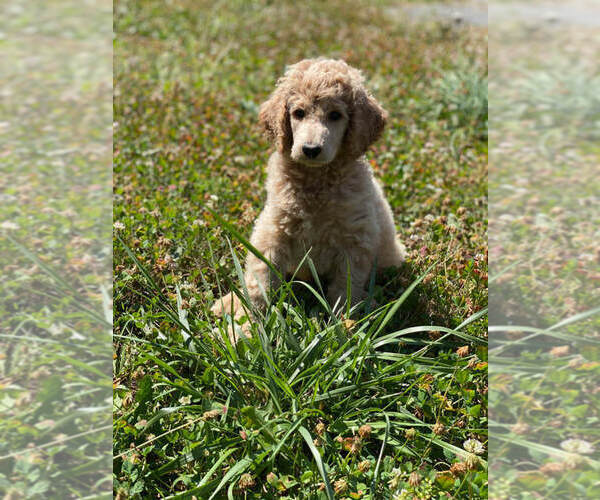 Medium Photo #1 Poodle (Standard) Puppy For Sale in CHANTILLY, VA, USA