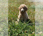 Small Photo #1 Poodle (Standard) Puppy For Sale in CHANTILLY, VA, USA