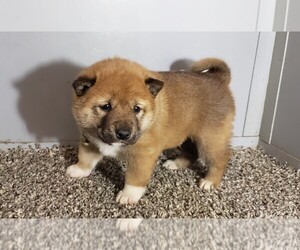 Shiba Inu Litter for sale in WARSAW, IN, USA