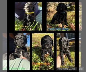 Goldendoodle Litter for sale in WILKESBORO, NC, USA