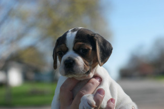 Puggle Litter for sale in SHAKOPEE, MN, USA
