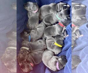 Great Dane Litter for sale in OZARK, MO, USA