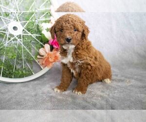 Goldendoodle (Miniature) Litter for sale in SUGARCREEK, OH, USA