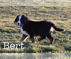Bernese Mountain Dog Litter for sale in GREENSBURG, IN, USA
