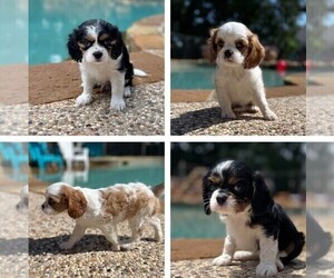 Cavalier King Charles Spaniel Litter for sale in CORINTH, TX, USA