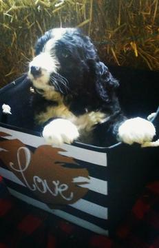 Medium Photo #1 Bernedoodle Puppy For Sale in BELLEVILLE, PA, USA