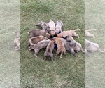 Small Photo #1 Anatolian Shepherd Puppy For Sale in FORNEY, TX, USA