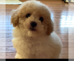 Small Photo #1 Poodle (Miniature) Puppy For Sale in HIGH POINT, NC, USA