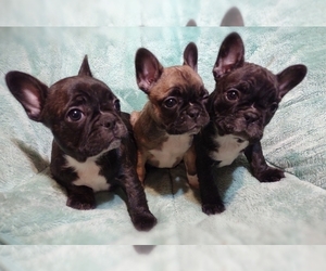 French Bulldog Litter for sale in LAKE LURE, NC, USA