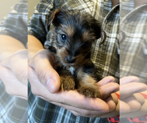 Medium Photo #1 Yorkshire Terrier Puppy For Sale in BROOKLAND, AR, USA