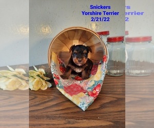 Yorkshire Terrier Litter for sale in SHIPSHEWANA, IN, USA