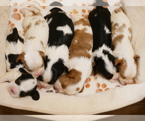 Cavalier King Charles Spaniel Litter for sale in MARCELLUS, MI, USA