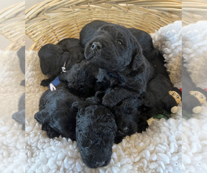 Labradoodle Litter for sale in HARRISONVILLE, MO, USA
