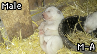 Great Pyrenees Litter for sale in ALDERSON, WV, USA