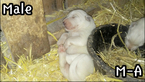 Small Photo #1 Great Pyrenees Puppy For Sale in ALDERSON, WV, USA